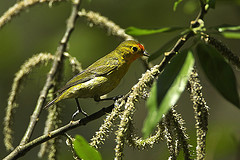 Cephalopyrus flammiceps