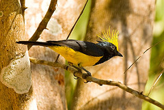 Melanochlora sultanea