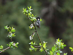 Periparus rubidiventris