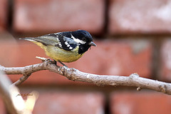 Pardaliparus venustulus