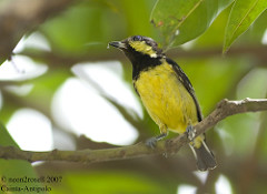 Pardaliparus elegans