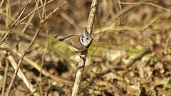 Lophophanes cristatus