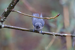 Lophophanes dichrous