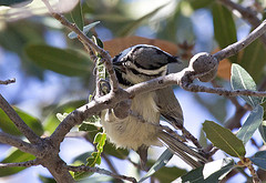 Baeolophus wollweberi