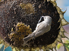 Baeolophus inornatus