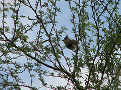 Baeolophus atricristatus