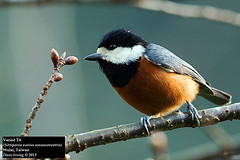 Sittiparus castaneoventris