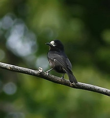 Sittiparus semilarvatus