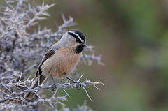 Poecile superciliosus