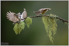 Poecile hypermelaenus