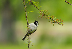 Poecile carolinensis