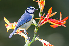 Cyanistes teneriffae