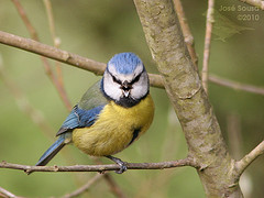 Cyanistes caeruleus