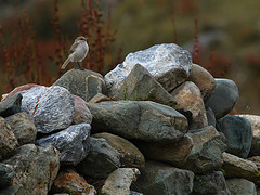 Pseudopodoces humilis