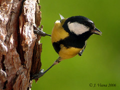 Parus major