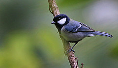 Parus minor