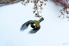 Parus monticolus