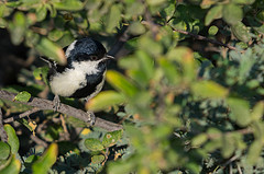 Machlolophus nuchalis