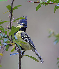 Machlolophus xanthogenys