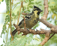 Machlolophus aplonotus