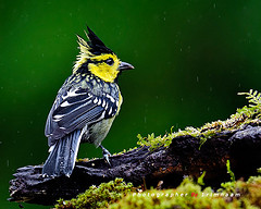 Machlolophus spilonotus