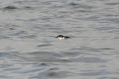 Pelecanoides garnotii