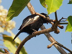 Melaniparus guineensis