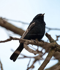 Melaniparus leucomelas