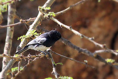 Melaniparus albiventris