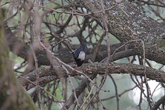 Melaniparus leuconotus