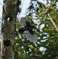 Melaniparus funereus