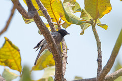 Melaniparus rufiventris
