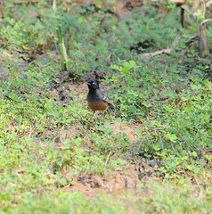 Melaniparus pallidiventris