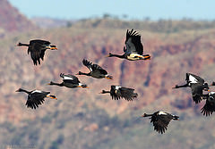 Anseranas semipalmata