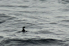 Pelecanoides magellani