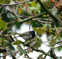 Melaniparus fasciiventer