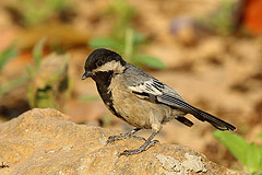 Melaniparus griseiventris