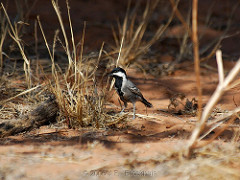 Melaniparus cinerascens