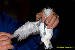 Pelecanoides georgicus