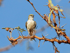 Anthoscopus punctifrons