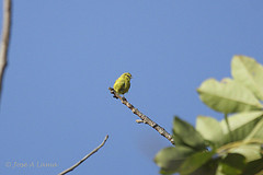 Anthoscopus parvulus