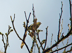 Anthoscopus flavifrons