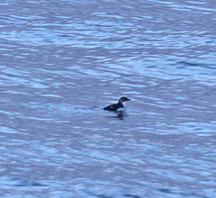 Pelecanoides urinatrix