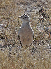 Chersomanes albofasciata