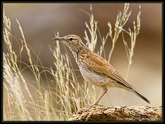 Certhilauda subcoronata