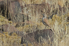 Certhilauda benguelensis
