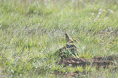 Certhilauda semitorquata