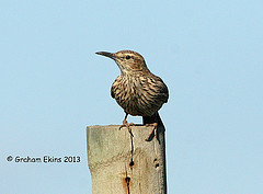 Certhilauda brevirostris