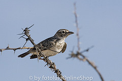 Pinarocorys nigricans