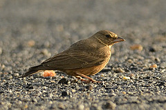 Ammomanes phoenicura